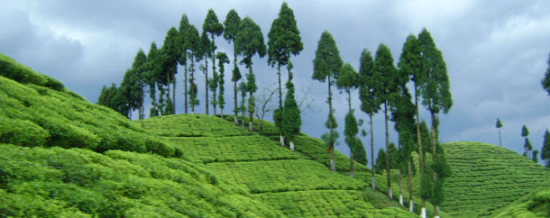 Darjeeling